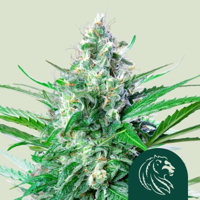 Grape Ape