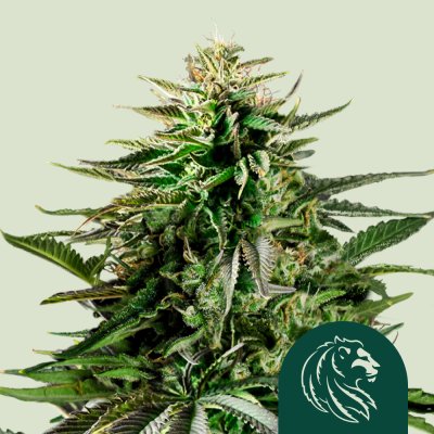 Cherry Pie