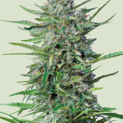 Purple Punch