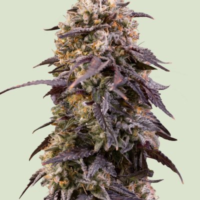 Sticky Queen