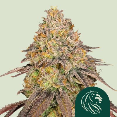 Legendary OG Punch