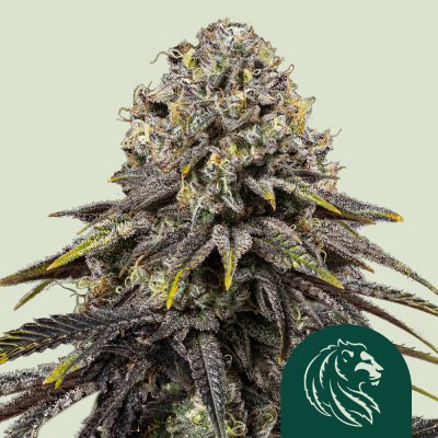 Dynamite Diesel