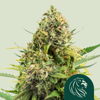 Trainwreck