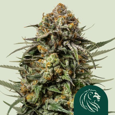 Gelato 44