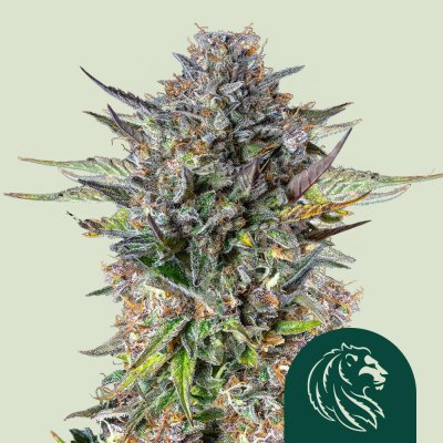 Pink Gorilla