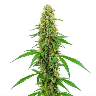 Green Crack
