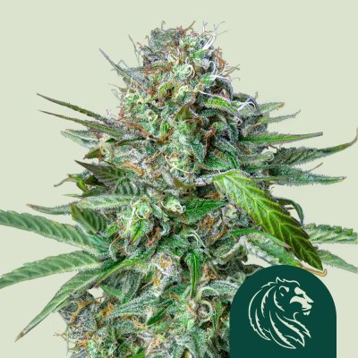 Tangie