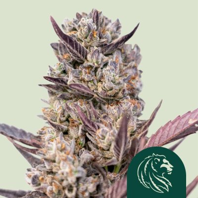 Tropicana Cookies Purple