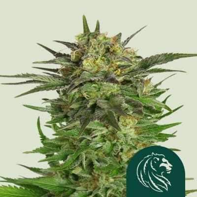 Haze Berry
