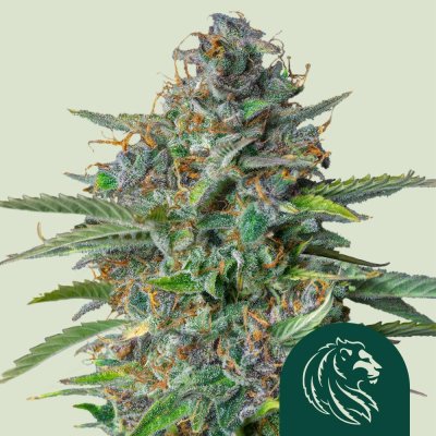 Strawberry Cough