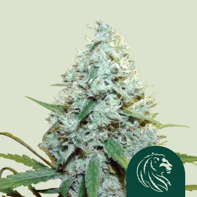 AMG - Amnesia Mac Ganja