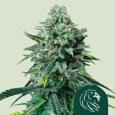 Forbidden Fruit