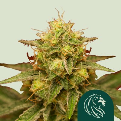 Royal Domina