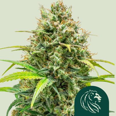 Lemon Skunk