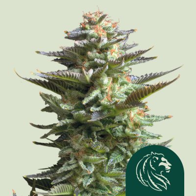 Amnesia Haze