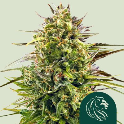 Alien OG