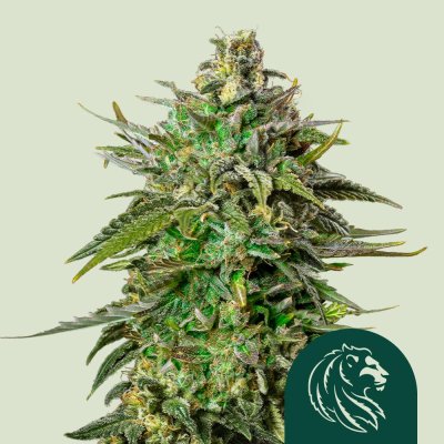 Larry OG