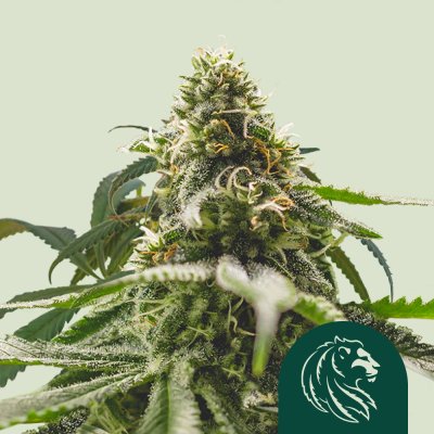 Green Crack Punch