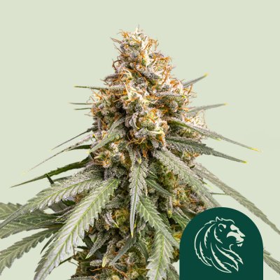 Shinning Silver Haze