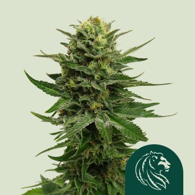 Blue Mystic