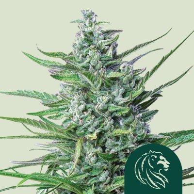 Special Kush 1