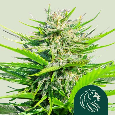 Royal Cheese (Fast Flowering)
