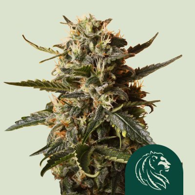 Bubblegum XL