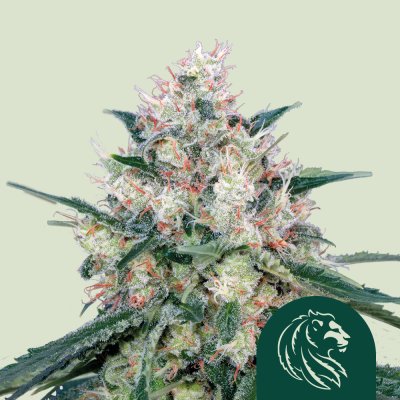 Honey Cream (Fast Flowering)