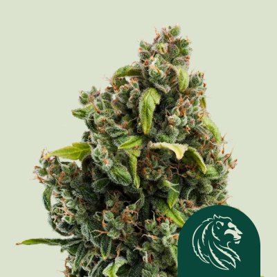 Candy Kush Express (Fast Flowering)