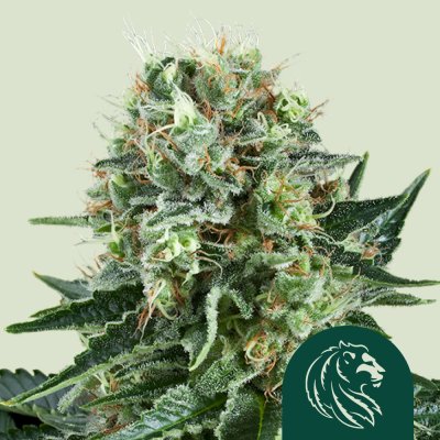 Bubble Kush