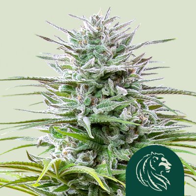 Speedy Chile (Fast Flowering)