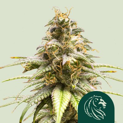 Chocolate Haze