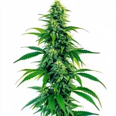 Acapulco Gold Autoflower