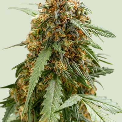 Sticky Queen Auto