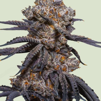 Mexican Rush Auto