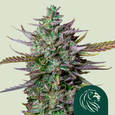 Blue Cheese Auto