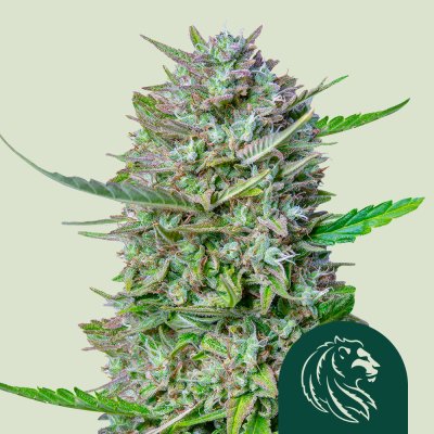 Mimosa Auto