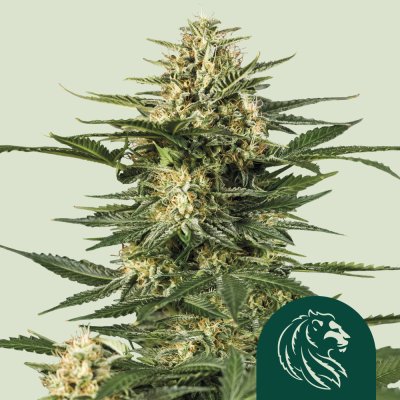 Green Gelato Auto