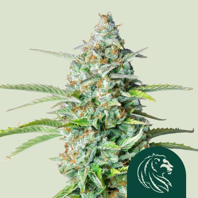Northern Light Auto