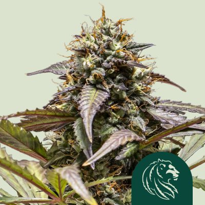 North Thunderfuck Auto