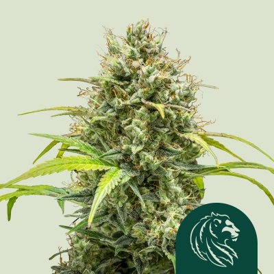Triple G Auto