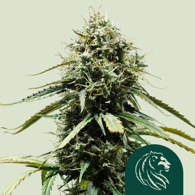 Haze Berry Auto