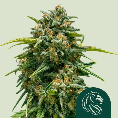 Sweet Skunk Auto