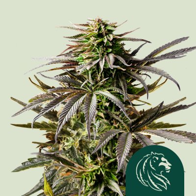 Cherry Pie Auto