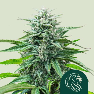 Trainwreck Auto