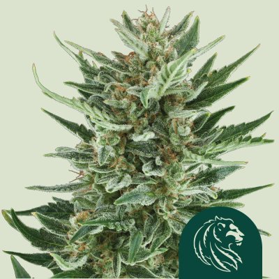Royal Cheese Auto