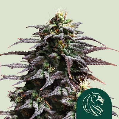 Granddaddy Purple Auto