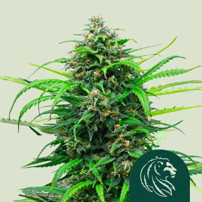 Pink Runtz Auto