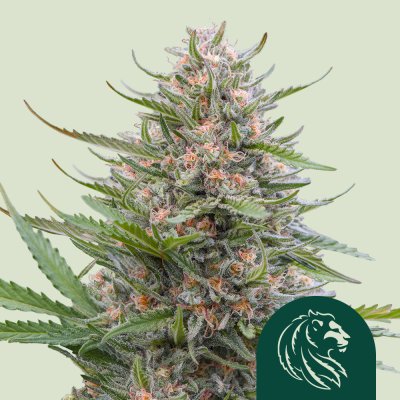 Grape Ape Auto