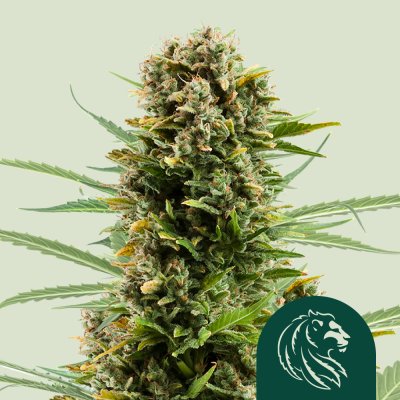 White Widow Auto